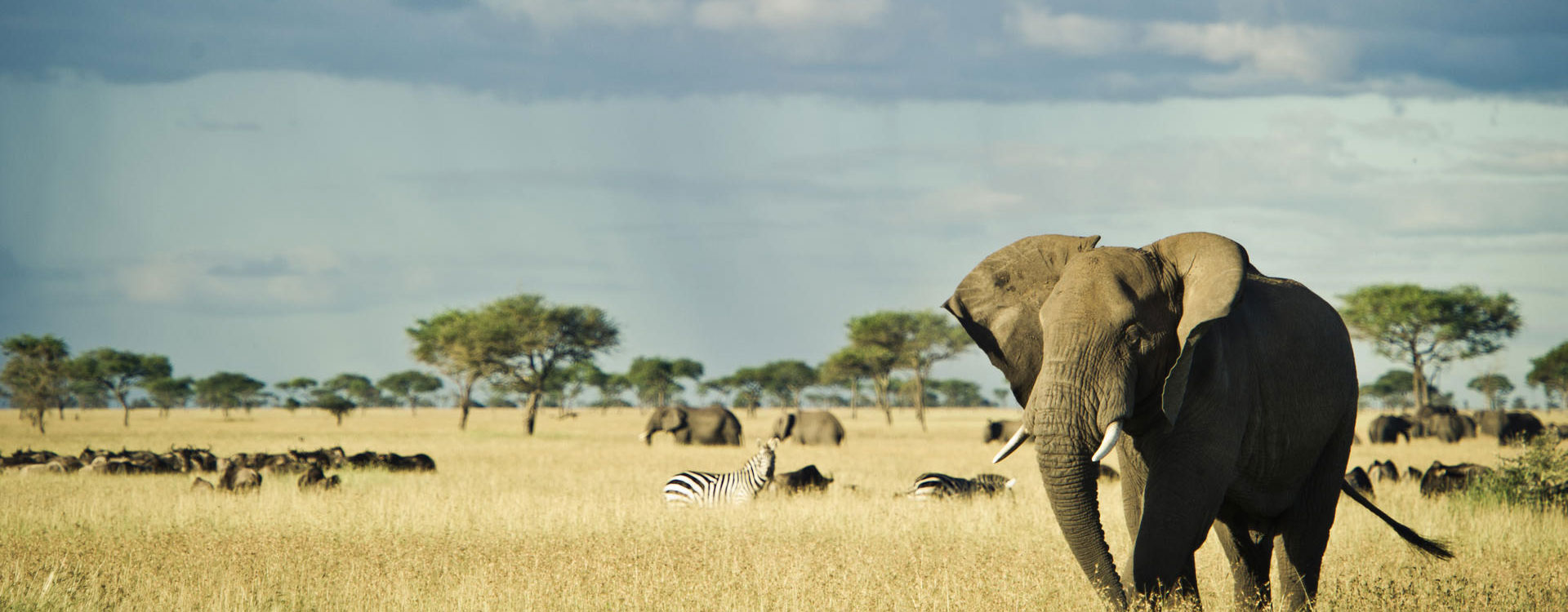 8 Days Northern Tanzania Safari