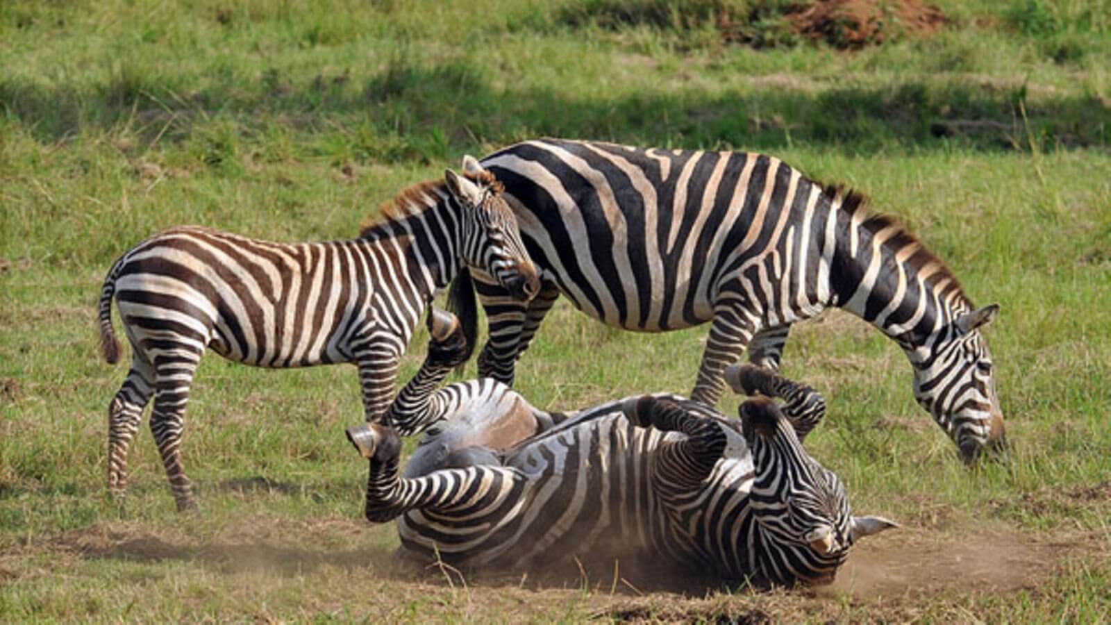 Lake Mburo National Park