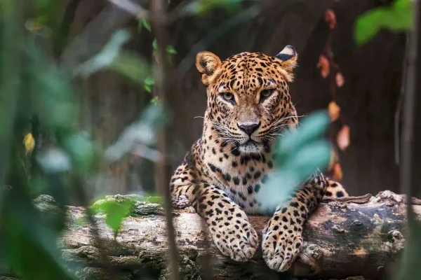 2 Days Queen Elizabeth Safari