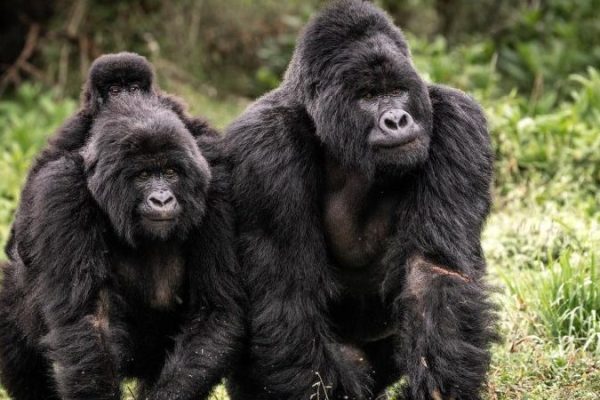 4 Days Bwindi Gorilla Trek 4 Days Bwindi Gorilla Trek