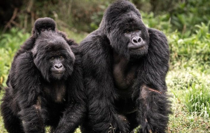 4 Days Bwindi Gorilla Trek