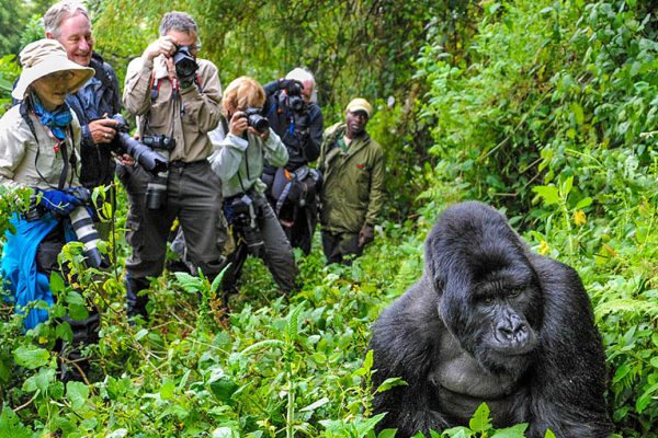1 Day Bwindi Gorilla Trekking Tour via Kigali