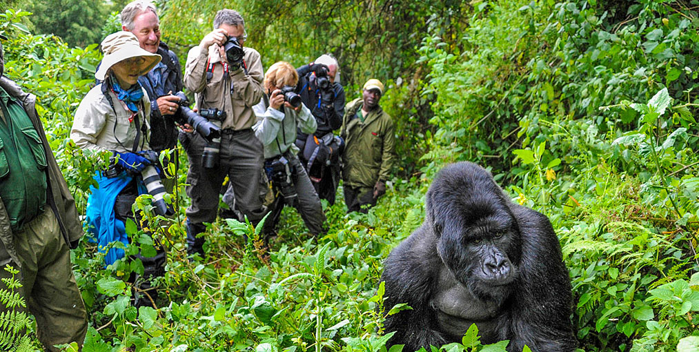 1 Day Bwindi Gorilla Trekking Tour via Kigali