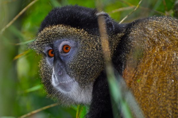 Golden Monkeys & Bwindi Gorillas
