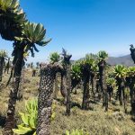 8 Day Trek TO MARGHERITA Peak is 5109