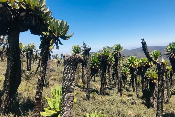 8 Day Trek TO MARGHERITA Peak is 5109