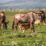 Calving Season in the Serengeti