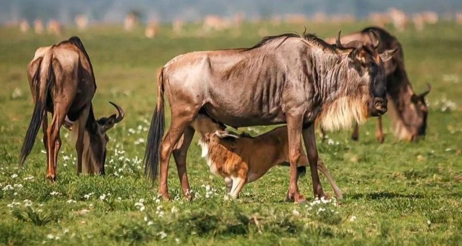 Calving Season in the Serengeti