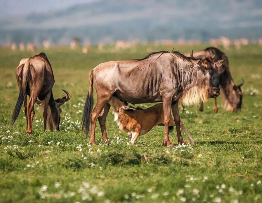 Calving Season in the Serengeti
