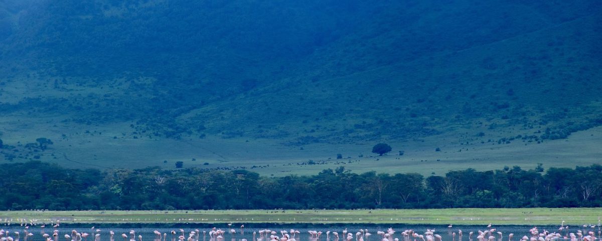 What is the Best Season for Birding Safaris in Tanzania?