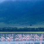 What is the Best Season for Birding Safaris in Tanzania?