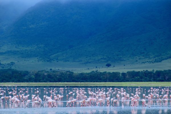 What is the Best Season for Birding Safaris in Tanzania?