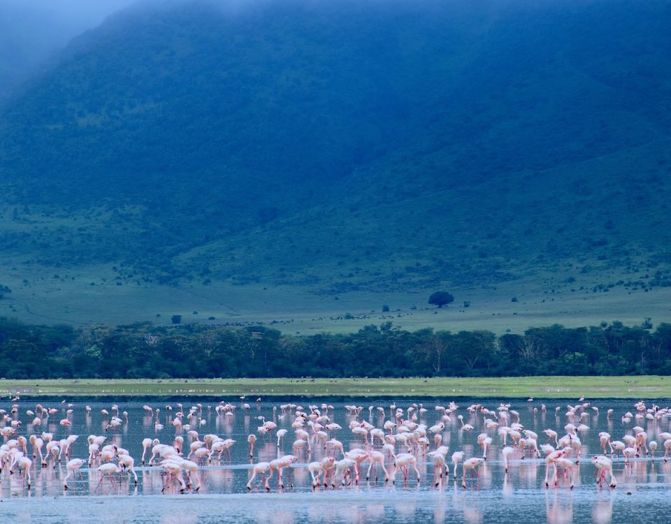 What is the Best Season for Birding Safaris in Tanzania?