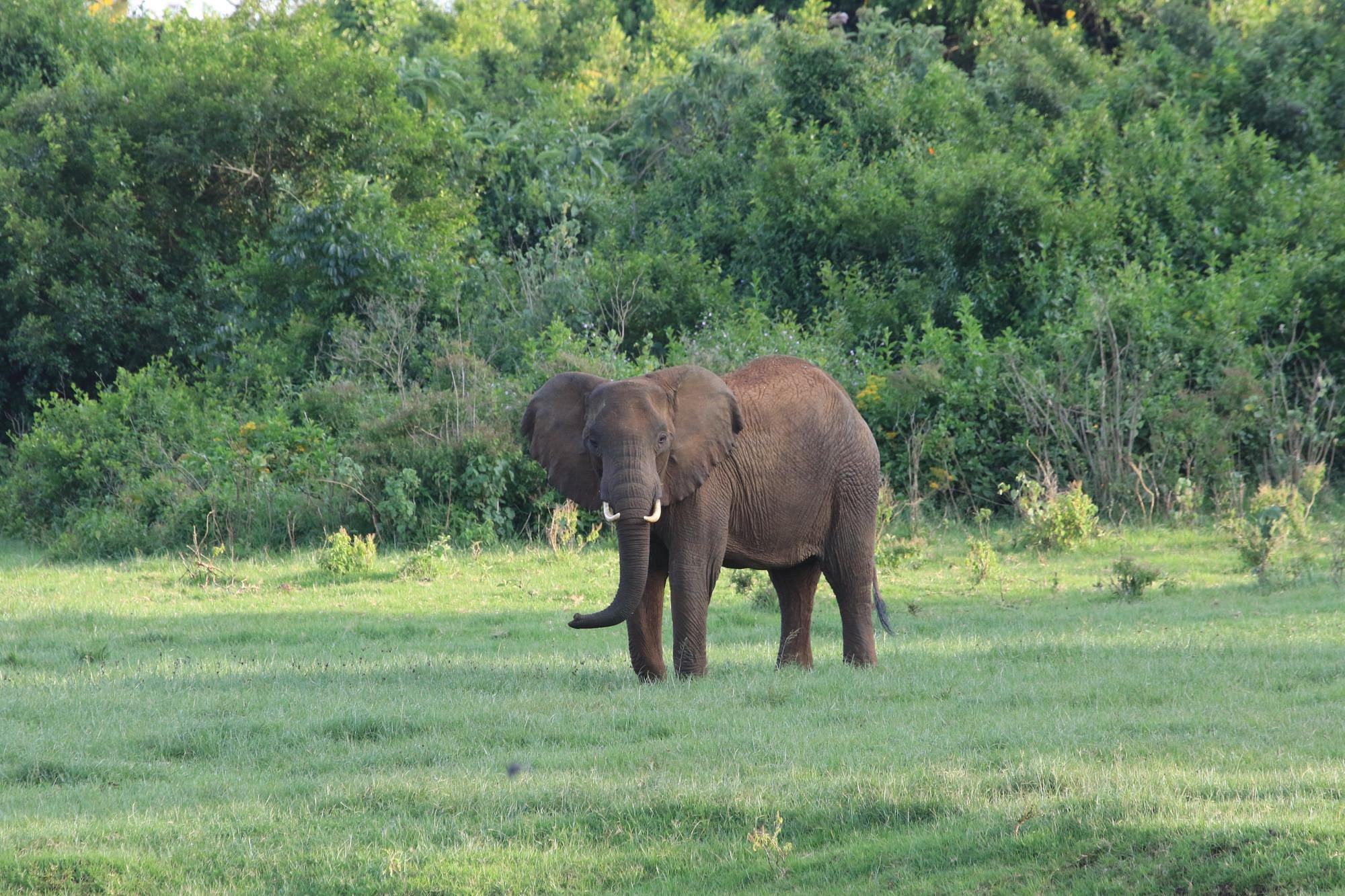 Aberdare National Park