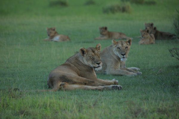 9-days Rwanda safari