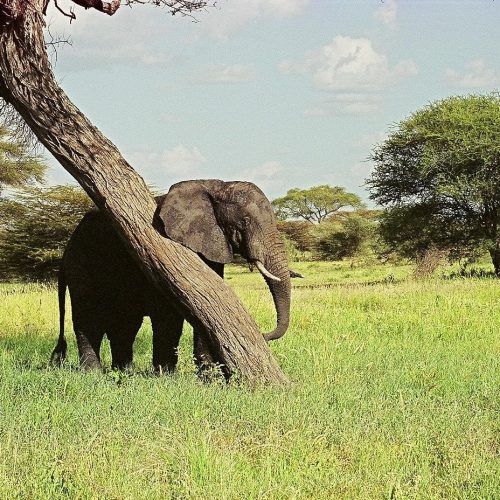 Kenya National Parks