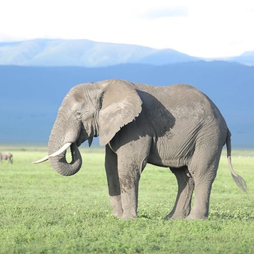12-Day Best of Kenya and Tanzania