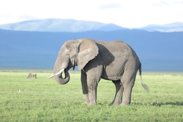 12-Day Best of Kenya and Tanzania
