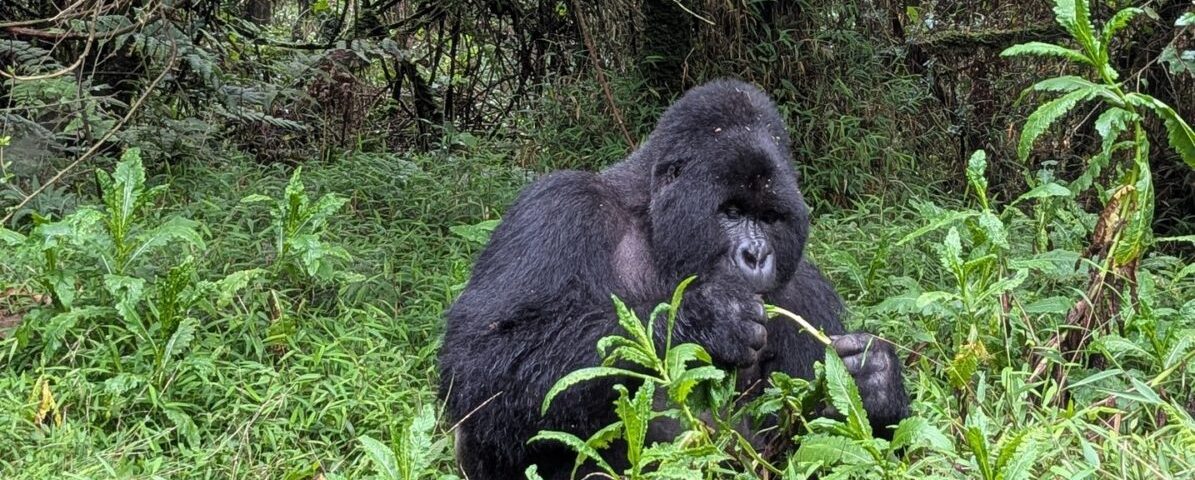 Can I Combine Serengeti or Masai Mara Migration Safaris with Gorilla Trekking?
