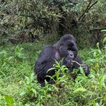 Can I Combine Serengeti or Masai Mara Migration Safaris with Gorilla Trekking?