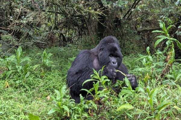 Can I Combine Serengeti or Masai Mara Migration Safaris with Gorilla Trekking?
