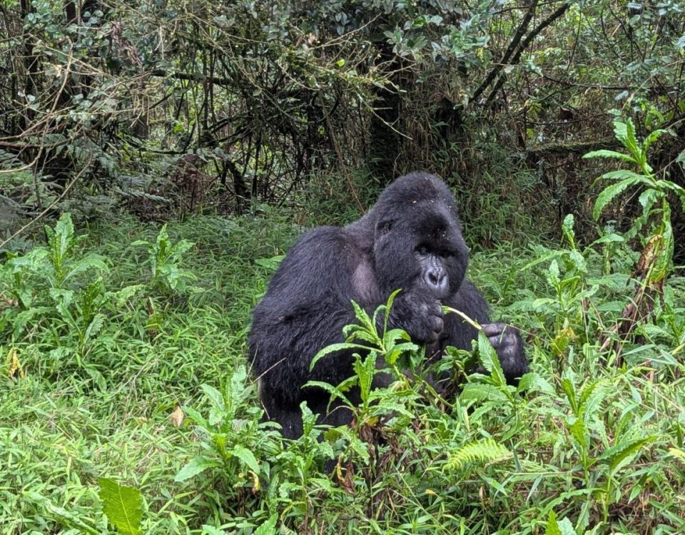 Can I Combine Serengeti or Masai Mara Migration Safaris with Gorilla Trekking?