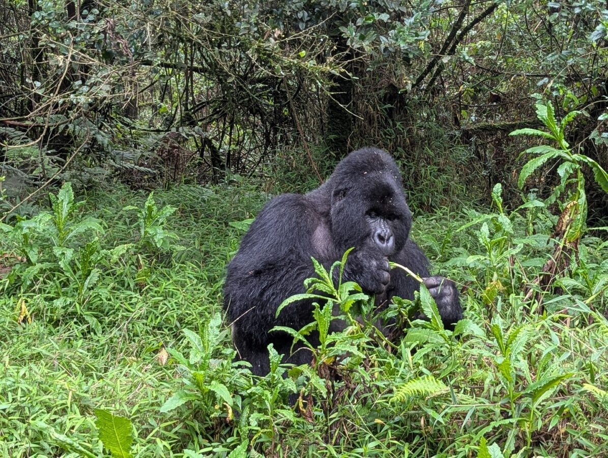 Can I Combine Serengeti or Masai Mara Migration Safaris with Gorilla Trekking?