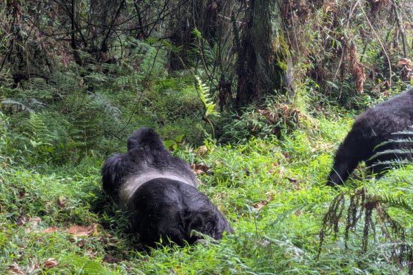10 Days Kenya Rwanda Safari