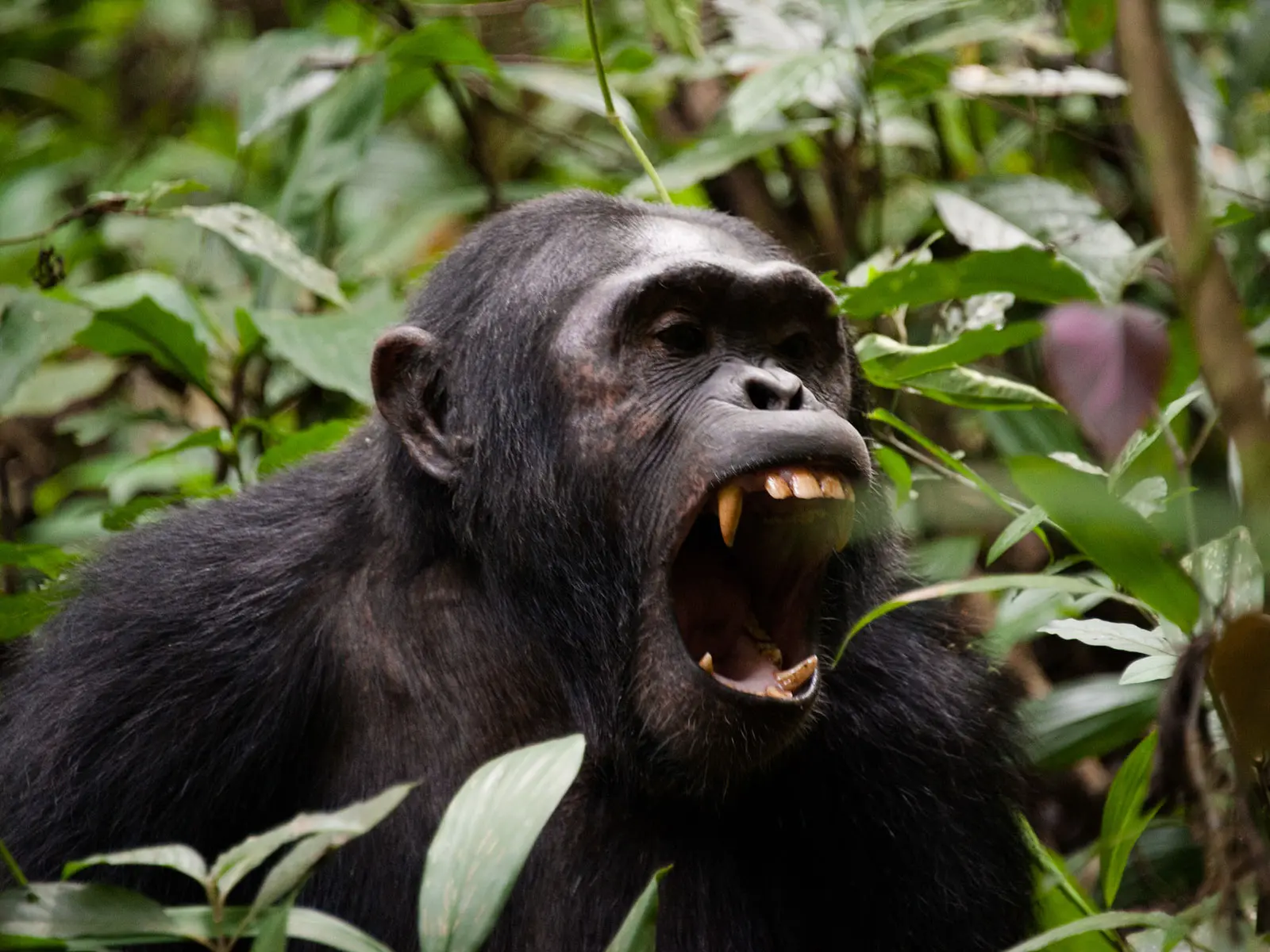 11-Day Rwanda Uganda Tanzania Primate & Safari Expedition