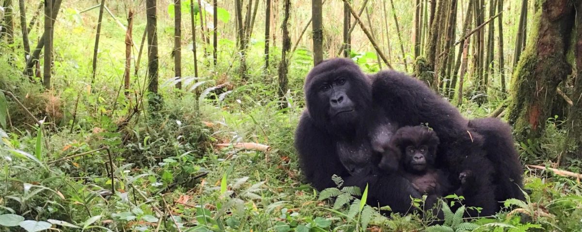 12-Day Uganda Rwanda Gorilla and Wildlife Adventure