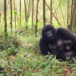 12-Day Uganda Rwanda Gorilla and Wildlife Adventure