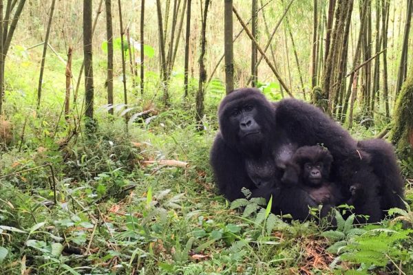 12-Day Uganda Rwanda Gorilla and Wildlife Adventure