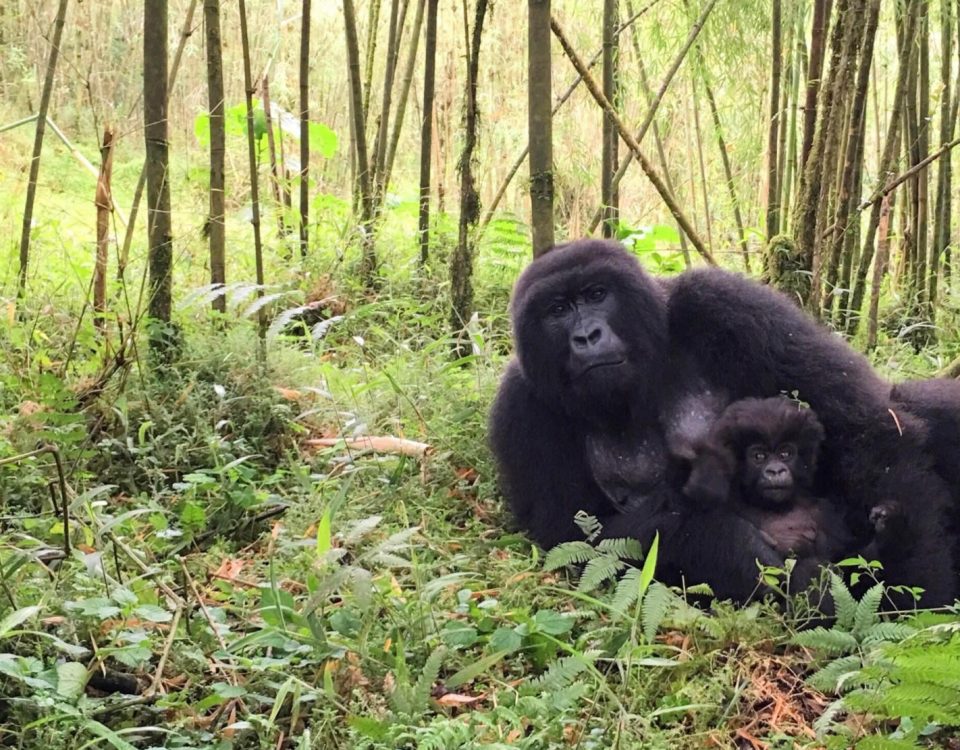 12-Day Uganda Rwanda Gorilla and Wildlife Adventure