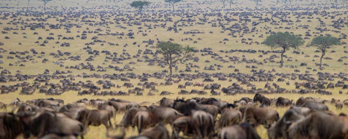 12 Days Gorillas & The Great Migration and Big Five