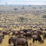 12 Days Gorillas & The Great Migration and Big Five