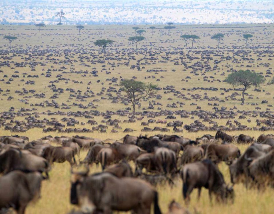 12 Days Gorillas & The Great Migration and Big Five