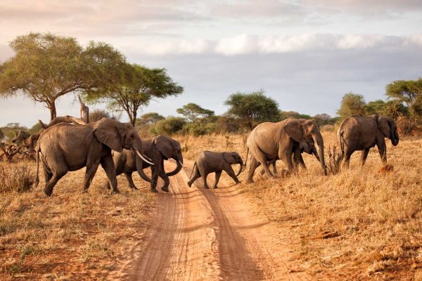 2-day Akagera Big Five safari