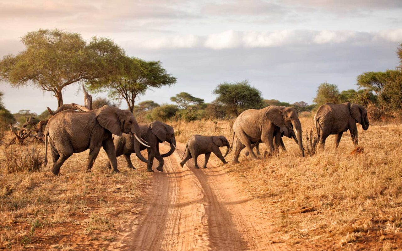 2 Days Akagera Big Five Safari | Frena Adventures
