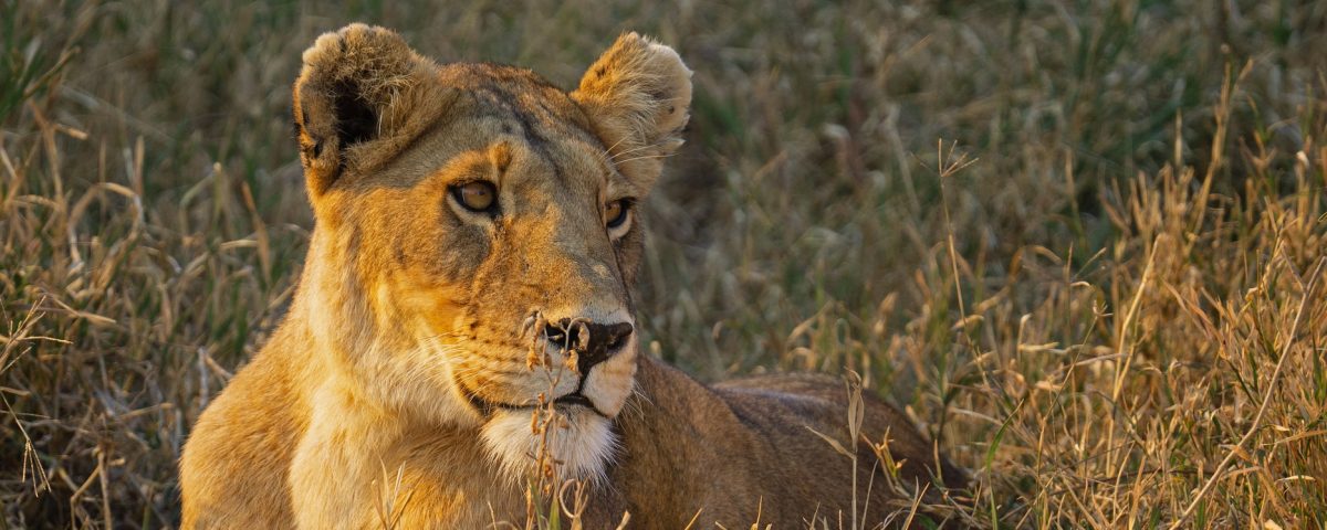 This 12 Days Ultimate Uganda Wildlife & Primate Safari is a complete wildlife and primate adventure designed for travelers seeking the best of East Africa in one journey