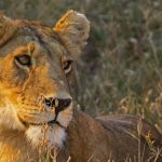 This 12 Days Ultimate Uganda Wildlife & Primate Safari is a complete wildlife and primate adventure designed for travelers seeking the best of East Africa in one journey