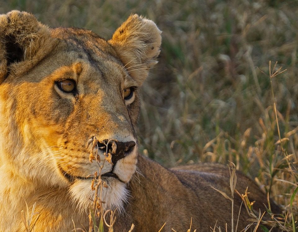 This 12 Days Ultimate Uganda Wildlife & Primate Safari is a complete wildlife and primate adventure designed for travelers seeking the best of East Africa in one journey