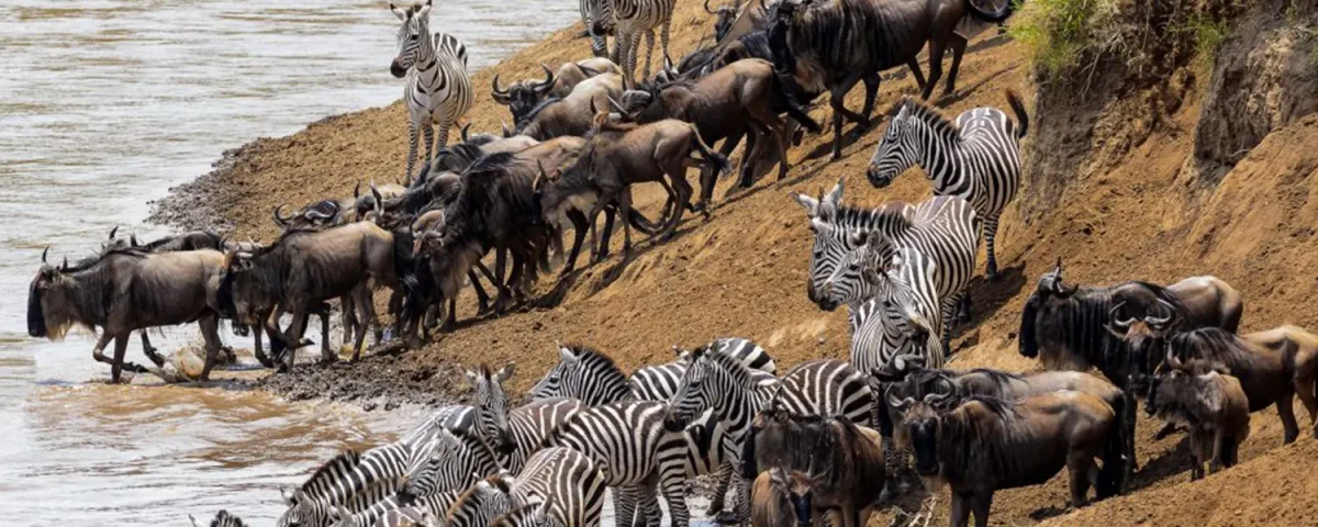 6 Days Bwindi Gorilla Trek & Kenya Masai Mara Wildlife Safari