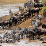 6 Days Bwindi Gorilla Trek & Kenya Masai Mara Wildlife Safari