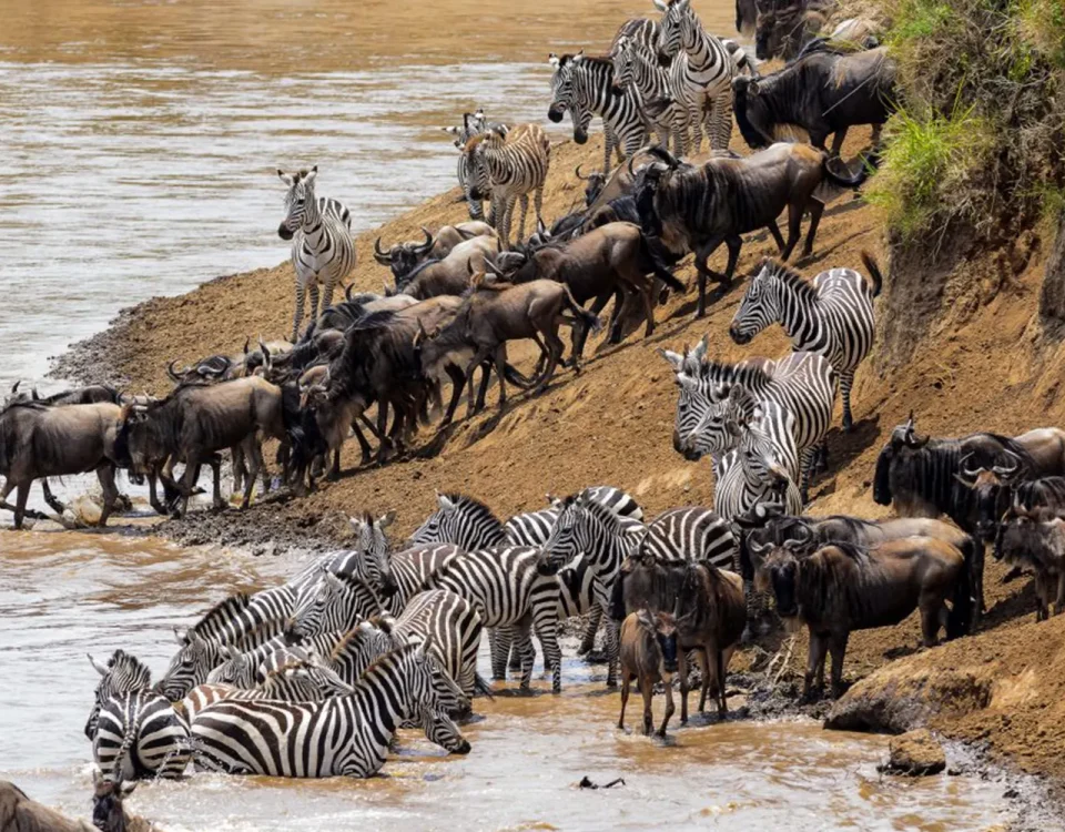 6 Days Bwindi Gorilla Trek & Kenya Masai Mara Wildlife Safari