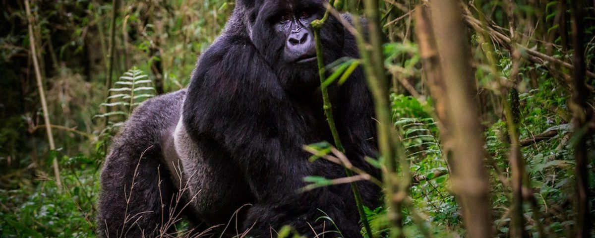 Gorilla Families of Volcanoes National Park