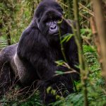 Gorilla Families of Volcanoes National Park