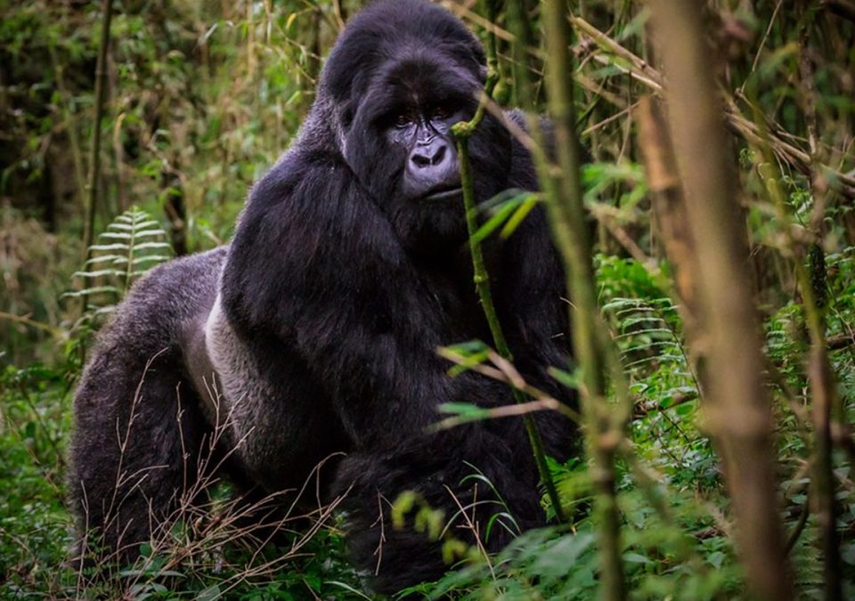 Gorilla Families of Volcanoes National Park