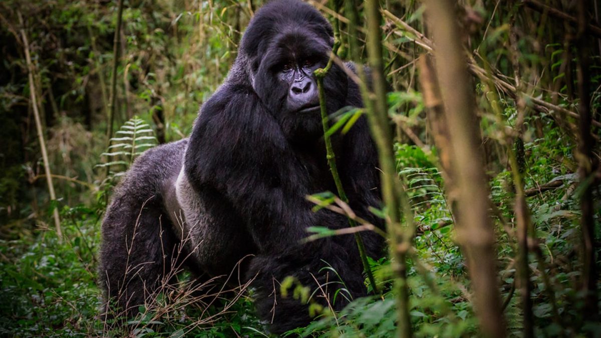Gorilla Families of Volcanoes National Park