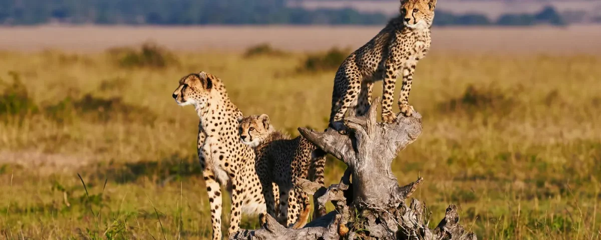16-Day Breathtaking Safari In Uganda, Rwanda & Kenya