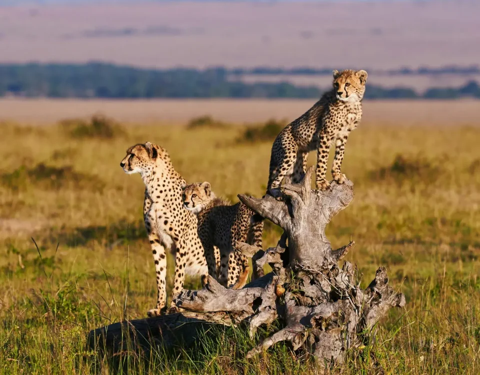 16-Day Breathtaking Safari In Uganda, Rwanda & Kenya